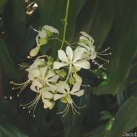 Clerodendrum laevifolium Blume